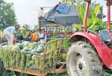 Miliki Lahan 1,25 Hektare, Hasilkan 20 Ton Semangka