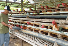 Budidaya Ayam Petelur Desa Pedamaran 5 Hasilkan 25 Kg Telur per Hari, Dukung Ketahanan Pangan