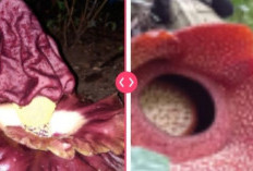 Bunga Bangkai vs Raflesia: Perbedaan Menarik dari Dua Keajaiban Alam!
