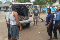 Dua Warga Srijaya Baru Diserang Gajah Liar saat Halau Masuk ke Perkebunan