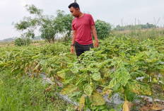 Manfaatkan Pematang Sawah, Petani OKU Timur Tambah Uang Dapur dari Terong