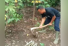 Olah Pekarangan Sempit Jadi Kebun Singkong 