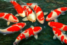 Pesona Warna dan Corak Mengagumkan: Yuk Mengenal Lebih Dekat Karakteristik dan Sifat Ikan Koi!