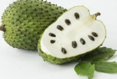 9 Manfaat Buah Sirsak untuk Kesehatan Tubuh yang Jarang Diketahui, Nomor 7 Mengejutkan!