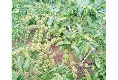 80 Persen Kopi Empat Lawang Dikirim ke Lampung