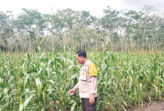 Sempat Diserang Hama, Tanaman Jagung Kerdil