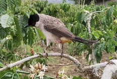  Lima Jenis Burung Kutilang Populer di Indonesia