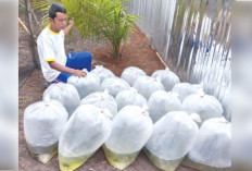 Sumber Protein Sehat, Penghasilan Menjanjikan, Pemdes Serekah Bersama Warga Budidaya Ikan Gurami 