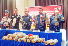 Bisa Panen Ganja Tiap Bulan, Bandar 4L Buka 20 ha Ladang dari Perambah Hutan, Penguasa Lahan Jadi Kaki Tangan