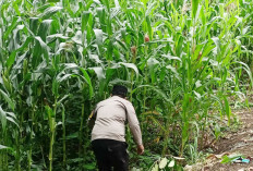 Polres Lahat Terjun Langsung Pantau Tanaman Jagung Warga demi Ketahanan Pangan