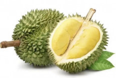 Bingung Cara Pilih Durian yang Manis dan Berdaging Tebal? Yuk Simak 10 Tips Memilih Durian Berikut 