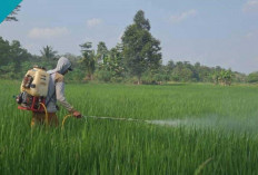 Gunakan Bio-insektisida, Lebih Ramah Lingkungan 