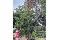 Panen Rambutan, Tambah Cuan