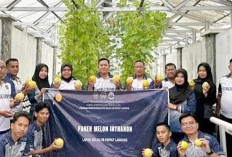  Sukses Budidayakan Melon Inthanon, Warga Binaan Lapas Empat Lawang 