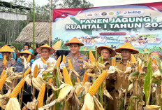 Pemkot–Polres Panen Jagung Hibrida di Prabumulih
