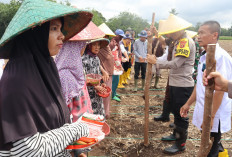 Polres Musi Rawas Tanam Jagung, Dukung Ketahanan Pangan Nasional