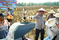 Hasil Panen Langsung Kirim ke Bulog