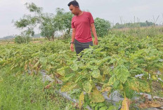 Konsumsi Sendiri hingga Dijual untuk Uang Dapur, Tanam Terong, Manfaatkan Pematang Sawah