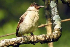 5 Mitos Terkait Burung Kutilang: Dari Pembawa Keberuntungan Hingga Penghubung Alam Gaib