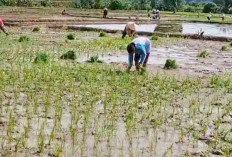 KETAHANAN PANGAN Kebun Usulan Cetak Sawah Baru 