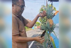 Sukses Kembangkan Tabulampot Nanas di Pekarangan Rumah