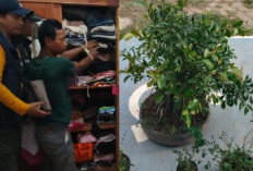 Aksi Nekat Maling di Banyuasin, Bobol Rumah Demi Beli Bonsai, Begini Kronologisnya