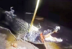 Warga Tangkap Buaya di 13 Ulu