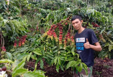 Produksi Kopi Rakyat di Kabupaten Lahat Terus Meningkat, Enam Kecamatan Jadi Pusat Perkebunan Kopi