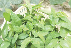 Kebun Mini, Permudah Dapatkan Sayur Segar