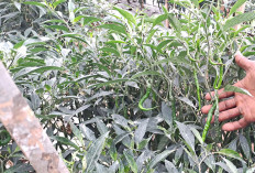 Lahan Kosong Disulap Jadi Kebun Cabai Merah
