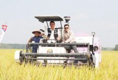 Usai Panen Raya, Petani OKI Langsung Tanam Padi IP 300, Bupati Muchendi Serahkan Bantuan Alsintan