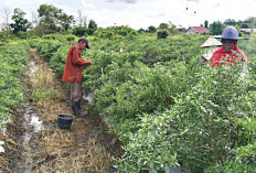 Pasang Perangkap Likat Kuning, Antisipasi Hama Ulat Daun di Tanaman Cabai