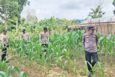 Manfaatkan Lahan 1 Ha, Polsek Cengal Tanam Jagung