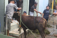 Jangan Sampai Salah Pilih Hewan Kurban Pastikan Aman, Sehat dan Halal Sesuai Syariat