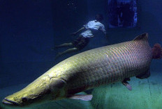 Terungkap! Ternyata Ini Alasan Ikan Arapaima Dilarang Dipelihara di Indonesia