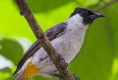 Burung Kutilang di Rumah: Simbol Keberuntungan atau Pertanda Bahaya? Ini Jawabannya!