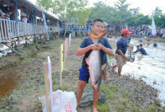 SERU! Ratusan Warga Terjun ke Danau, Ikut Tradisi Bekarang Iwak di Kabupaten Musi Banyuasin 