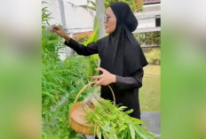 Hidroponik di Pendopo OKI, Sayuran Segar Bisa Dipetik Langsung