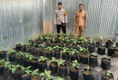 Budidaya Cabai Tambah Pendapatan Keluarga, Program P2B  Sejalan Gerakan Sumsel Mandiri Pangan