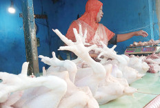 Harga Ayam dan Telur Stabil