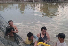  Rawa Jadi Sumber Penghidupan, Rutin Panen Ikan Patin