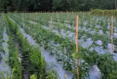 Inilah Manfaat Pupuk NPK Bagi Tanaman Cabai Rajin, Petani Wajib Tahu