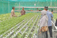 Bangun Green House Hidroponik, Beri Makanan Tambahan Bergizi