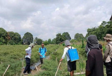 Kendalikan Antraknosa di Tanaman Cabai