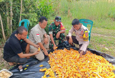  Dorong Masyarakat Mandiri Penuhi Kebutuhan Pangan, Hasil Panen 0,5 Ton Jagung 