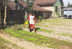 Jadikan Lahan Sempit Sumber Penghasilan