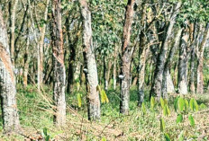 Harga Getah Karet di OKU Timur Fluktuatif, Petani Pilih Tahan Stok demi Untung Lebih