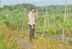 Petani Kusnedi di OKU Timur Bangun Ketahanan Pangan Lewat Kebun Terong