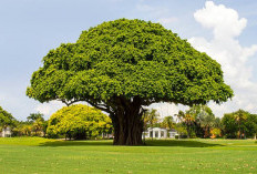Ciri-Ciri, Jenis, Fakta, dan Manfaat Pohon Beringin