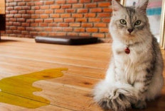 Pecinta Kucing Harus Tahu, Inilah 10 Tips Mengatasi Perilaku Kucing Kencing Sembarangan Berdasarkan Jenisnya!